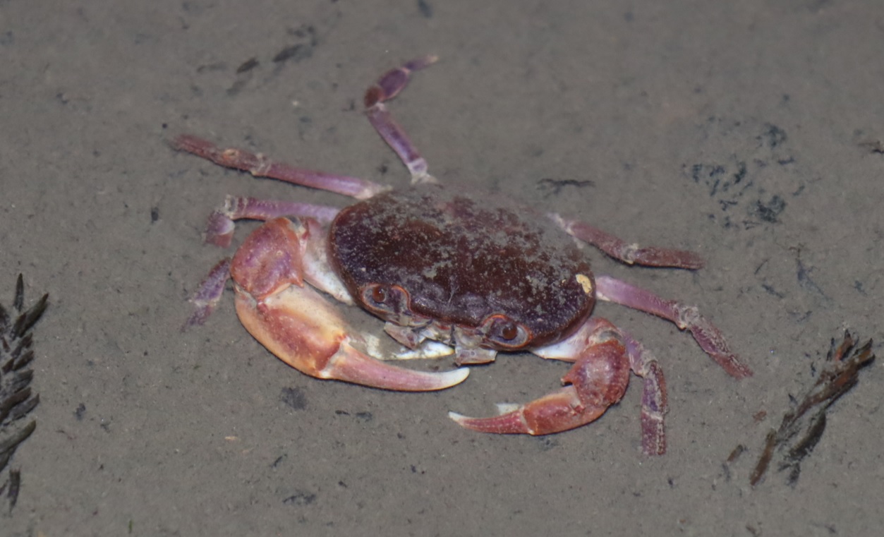 里山 H 山際の水溜まり_サワガニ_2022年5月24 19時40分_気温18度